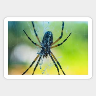 Spider Sticker